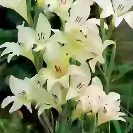 Covillii Albus